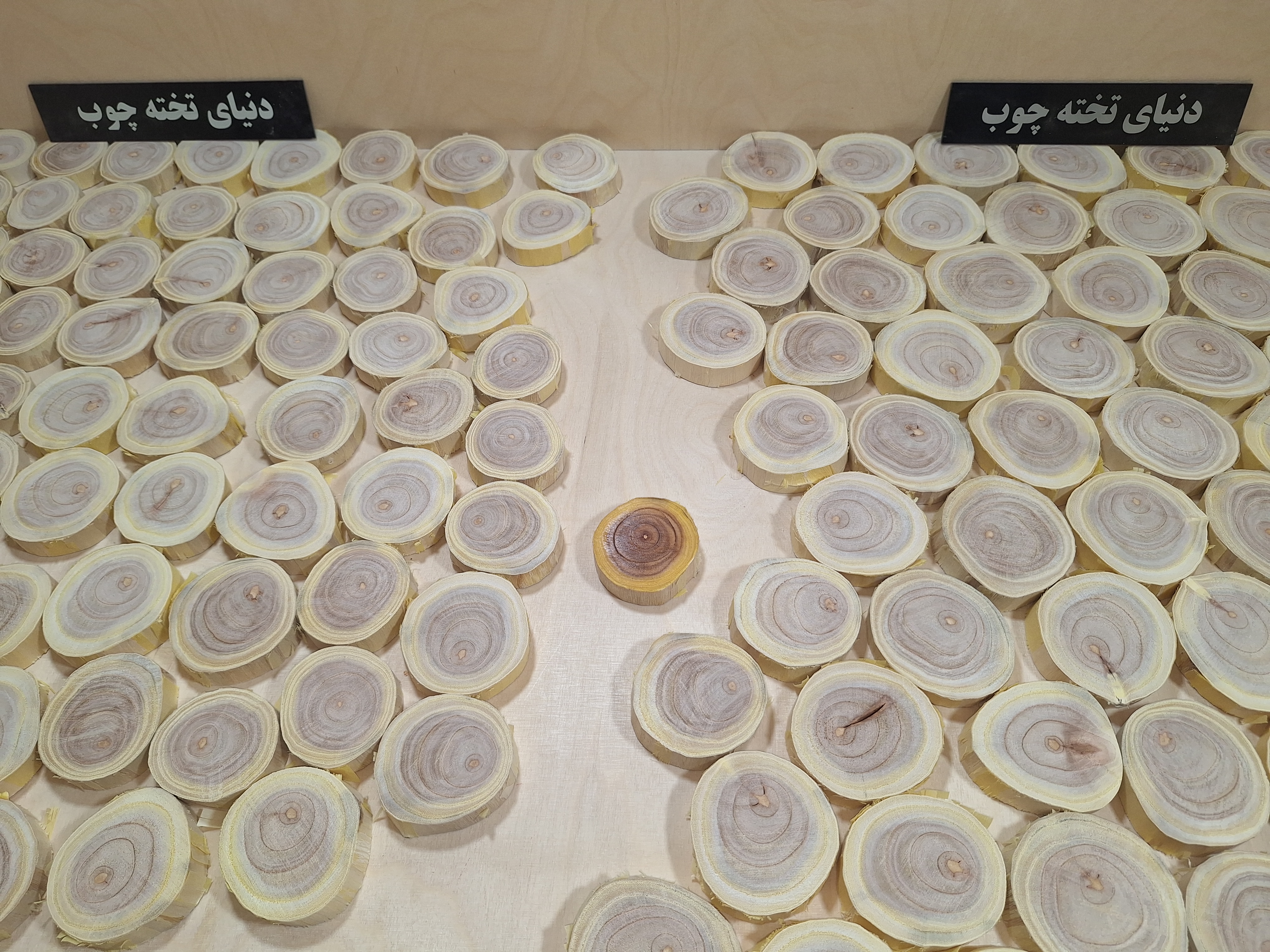 چوب کالباسی  زیتون تلخ ، بسته 10 عددی