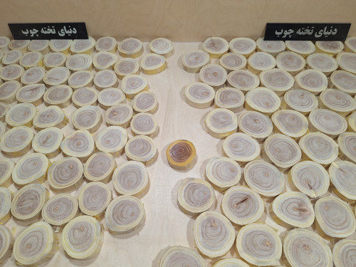 چوب کالباسی زیتون تلخ ، بسته 10 عددی